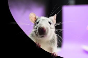 Another UMass Chan Animal Experimenter Caught Breaking the Rules
