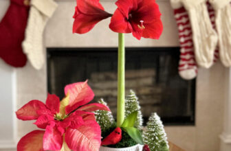 Bloom of the Month: Amaryllis
