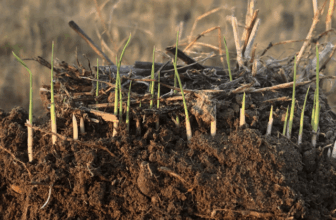 Innovative Rice Farmer Achieves “Net Carbon Negative” Rice Production   | CalCAN