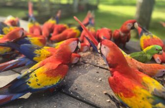 Saving the Scarlet Macaw in Narco Country