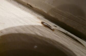 Silverfish Prevention & Control Singapore