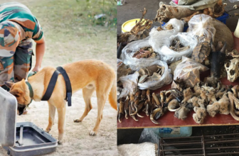 Maharashtra to Set Up Wildlife Sniffer Dog Centre to Crack Down on Illegal Wildlife Trade