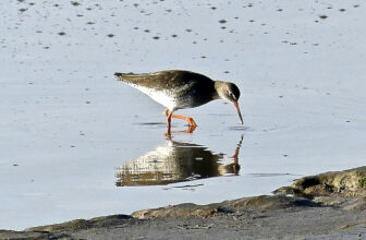 #SundayStills ~ This week is all about #Reflections #Nature #Photography