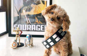 Top 100 Star Wars Dog Names