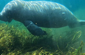 Manatee Tracking – Talbot – Clearwater Marine Aquarium