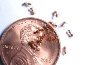 Crazy Ant Control in Louisiana: A Comprehensive Guide
