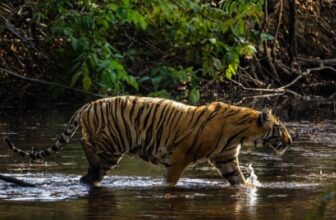 Weekend Trip To Pench National Park: Safari, Nature & Stay