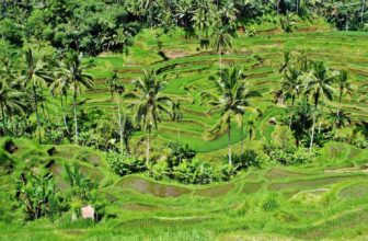 My Perfect 3 – 5 Day Ubud Itinerary (2026)