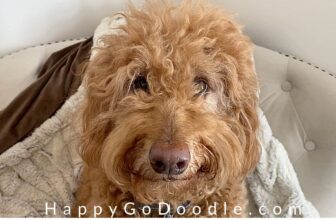 Cornstarch for Matted Dog Hair: A Heck of a Hack!