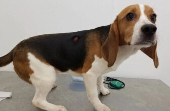 URGENT: Ask the Senate to Save Animals, Pass the FDA Modernization Act 3.0!