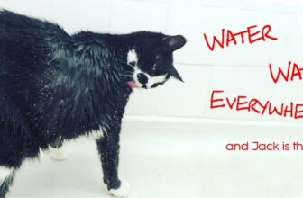 Water, water, everywhere, and Jack is there to drink