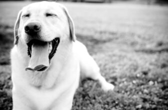 Tango – Smart Dog University