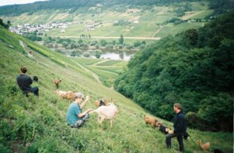 Mosel Winegrowers’ Focus On Soil Health Improves Wine Quality – ROCKIN RED BLOG