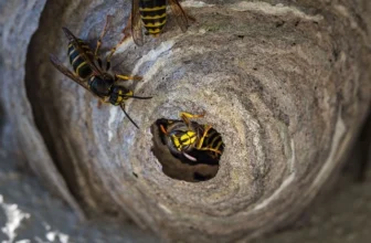 When Is Wasp Season in North Carolina?