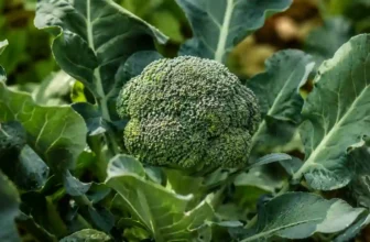 Why Are My Broccoli Heads So Small? 9 Reasons and How to Grow Bigger Heads