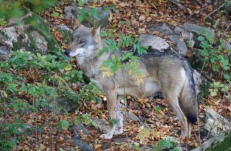 Wolf shot dead in Denmark and displayed during minister’s press conference