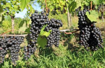 Beyond just whites: Colli Orientali is crafting thrilling reds from Friuli’s native varieties