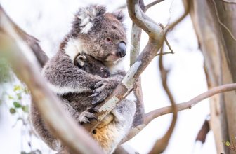 It’s time to end native forest logging