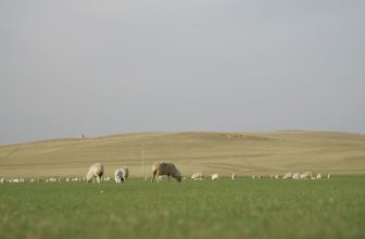 New investment hub launched at UN COP17 to close $278 billion finance gap for land restoration
