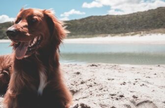 15 Skinny Dog Breeds With Long Hair