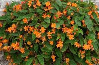 20 Medicinal Health Benefits of Begonia sutherlandii (Sutherland’s begonia)