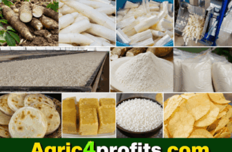 How to Process Cassava for Value-Added Products