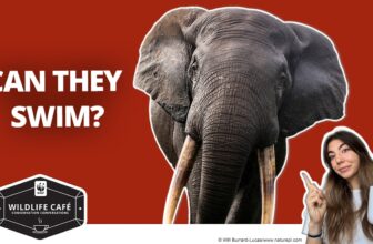 10 Most Asked Elephant Questions—Answered by a Wildlife Expert