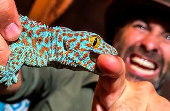Bitten by an Angry Gecko!