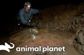 Deadly Creature RIPS Fishing Reel Out of Jeremy’s Hands! | River Monsters | Animal Planet
