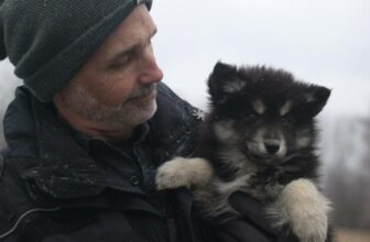 Operation Winter Storm Fern – the rescue of 42 Pomskies and other "designer" mixes