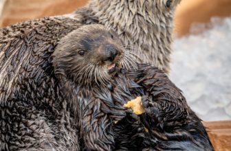 Find out which sea otter your are!
