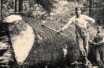 What the Finnish Loggers Knew