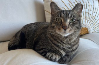 What We Learned Losing, Finding, and Catching Our Beloved Cat
