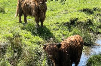 Immerse Yourself into the Mystical Beauty of the Scottish Highlands to Experience True Wonder!