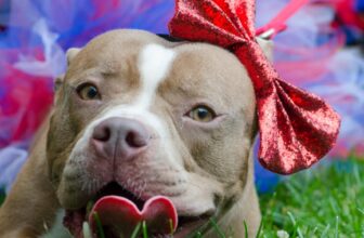 Tröegs And PSPCA Launch “PALs With Your Pal” Pet Adoption Program