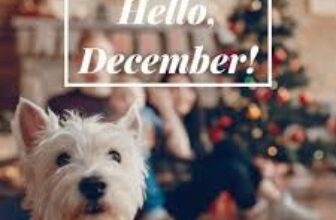 Ykkennel – welcome december