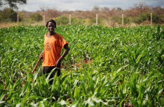 The Maize Grain Returns: A Vision for Resilient African Agriculture
