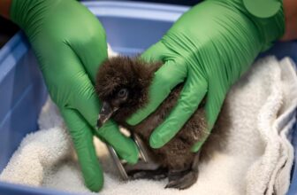 Monterey Bay Aquarium — The new member of the alcids family is puffin…