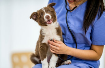 How to Get into Vet School: Resources for Future Veterinarians
