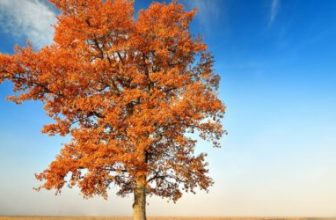 10 Ways to Survive Using the FamilySearch.org Website – The Family History Guide Blog