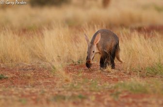 Channeled Messages from Aardvark for All!