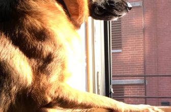 In Memoriam: Ahnold, Our Faithful Watchdog Mascot