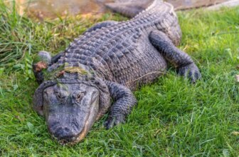 US state opens hunt allowing up to 10,000 alligators to be killed