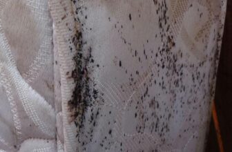 What to Do in the First 48 Hours After Finding Bed Bugs in Your Phoenix Home
