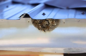 How Does Bee Removal Evaluate Foraging Range Dynamics to Develop Site-Specific Relocation Strategies that Minimize Colony Stress?