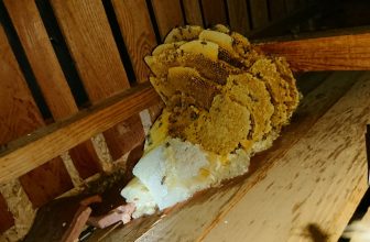 How Does Bee Removal Utilize Colony Thermoregulation Patterns to Identify Hidden Nest Locations Within Structural Voids?