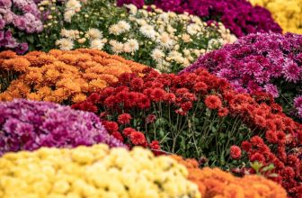 Fall Landscaping in Montgomery, AL: Flowers, Curb Appeal & More