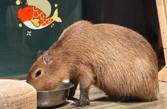 Capybara Cafe in Qingdao China