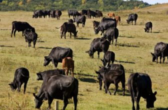 Commentary: As Farm Bill stalls, new legislation emerges tackling unfair markets in agriculture