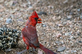 In case you were wondering about Red…
